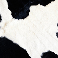 Fat Cow Media