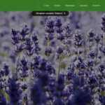 Landing page Bad-Altay