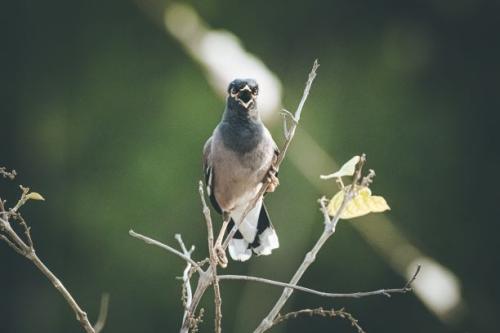 Classification of Bird vocalizations using audio spectrum analysis technique