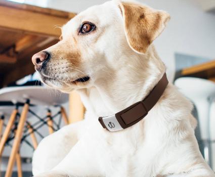 The first wearable health tracker for dogs