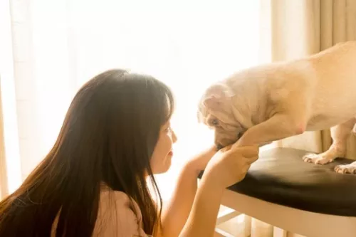 Test the market and launch an e-commerce website for Dog's Food Corner