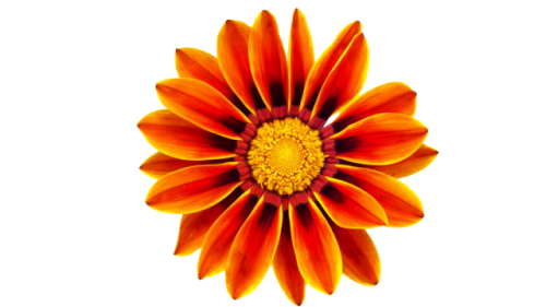 Web development for Gazania commercial agency limited