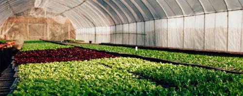 Innovative Green Tech With Simply The Best Aeroponics