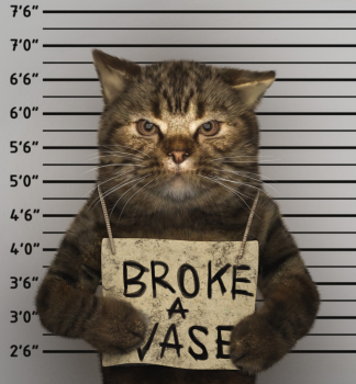 Guilty Puss