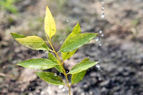 AI plant detection for efficient forestry irrigation