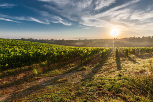 WordPress Web Design for Wine distributor company