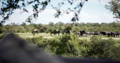 Thornybush Private Game Lodge Promo