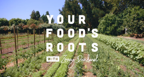 Your Food's Roots