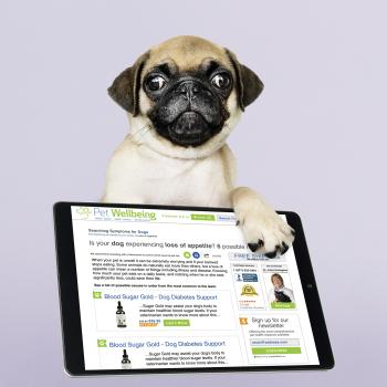 Website Design / Pet Wellbeing