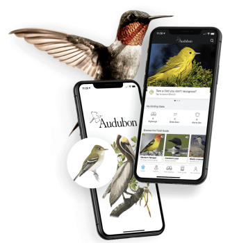 Audubon: An Award-Winning Mobile Experience