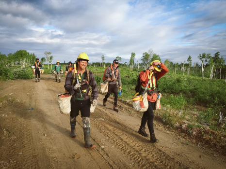 Brinkman Reforestation