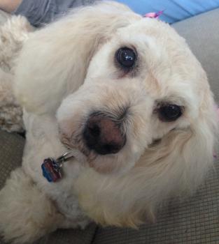 Real Estate: Probe With A Poodle