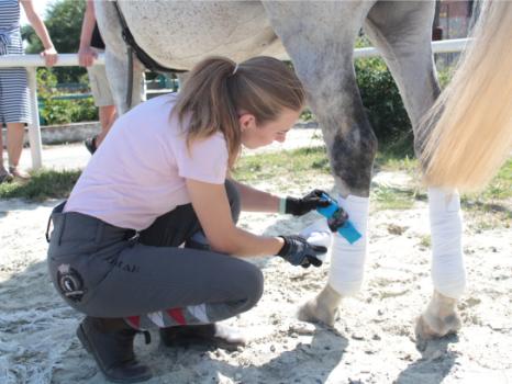 Horse Analytics