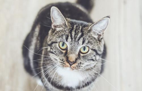 338% ROI for Support Adoption for Pets